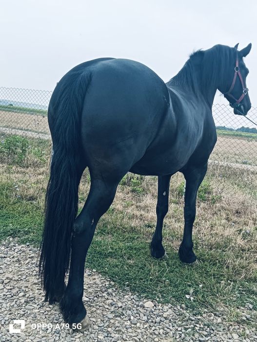 De vânzare mânză de 3 ani