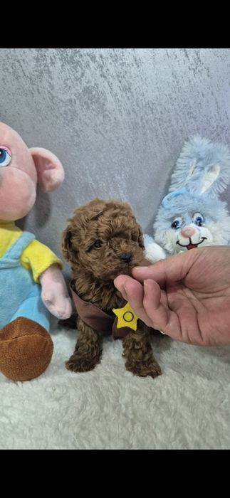 Той пудел  Poodle toy