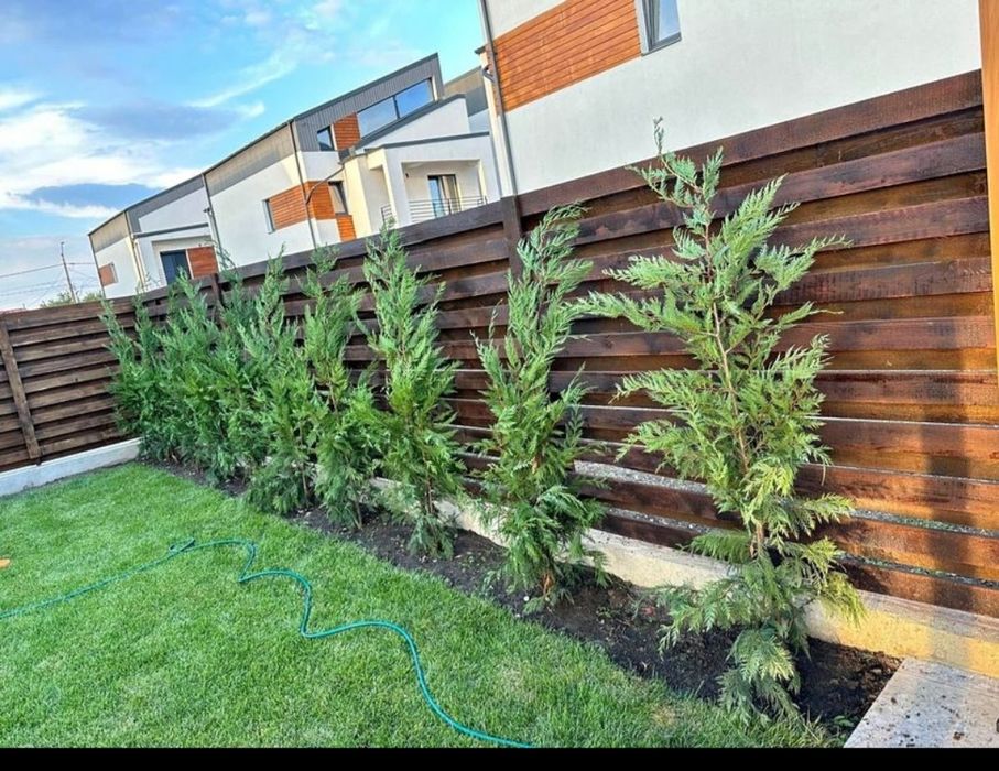 Leylandii 2.5m - 3m pentru formarea unui gard viu verde veșnic natural