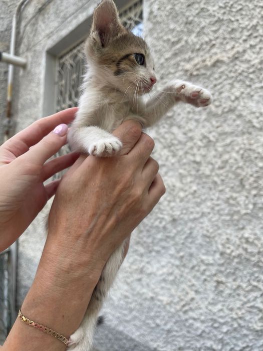 Отдам котенка в добрые руки мальчик