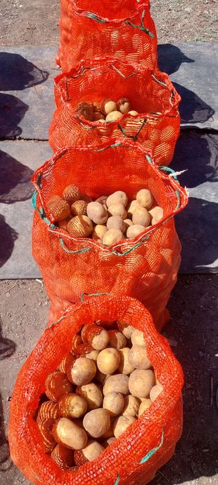 Семенной картофель, сорт "Коломбо"