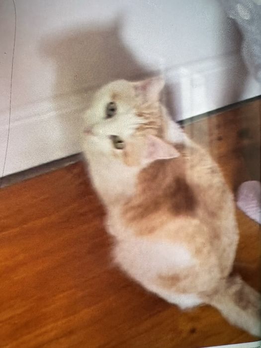 умная кошечка в добрые руки