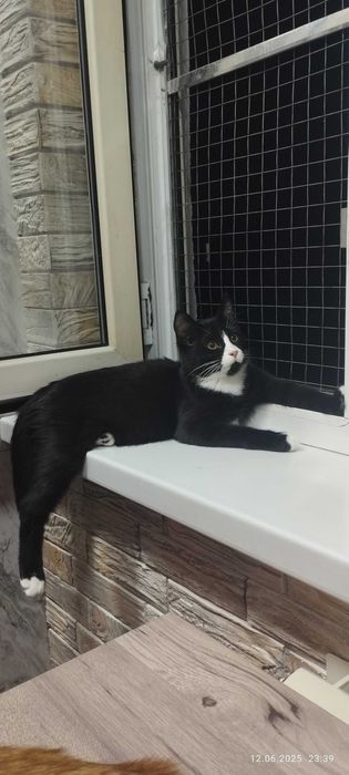 Котятки мальчики и девочки