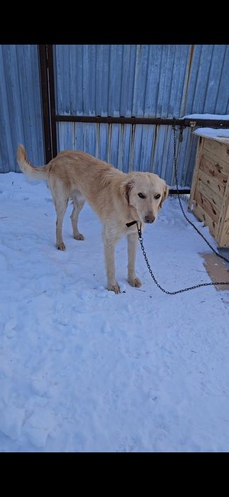 Найдена собака в п.Жайык 2