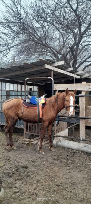 Ұзынағаш жаңақұрлыс