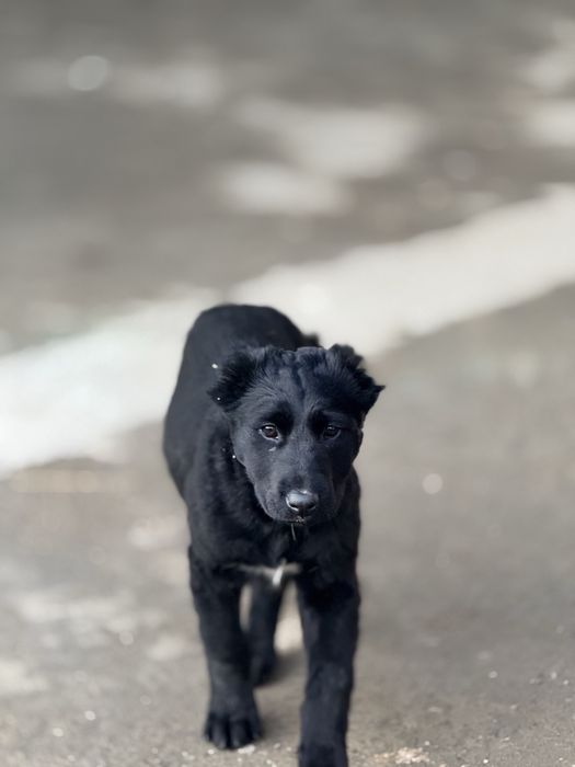 Продам 1 щенка тобет азиат