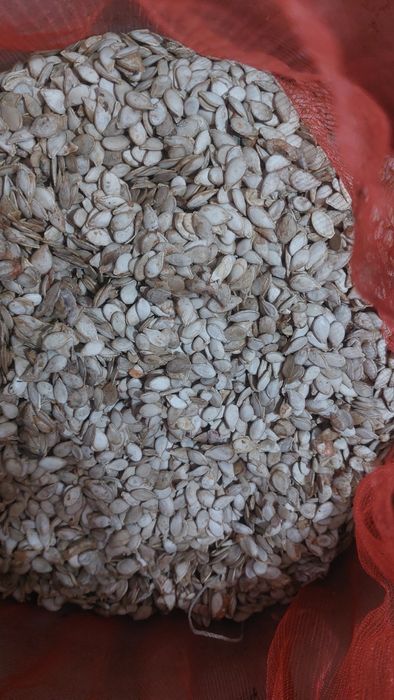 Симена тыквы японка