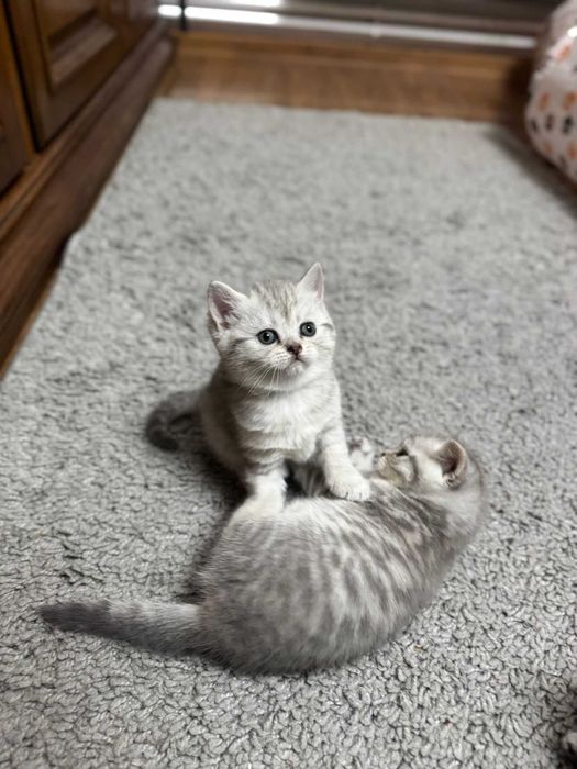British shorthair tabby