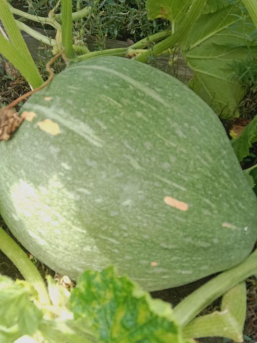 Продам домашную тыкву.