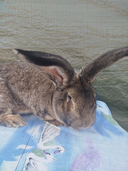 Vând iepuri uriaș german