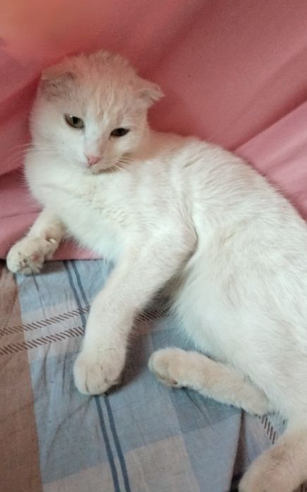 Продаю шотландский кот