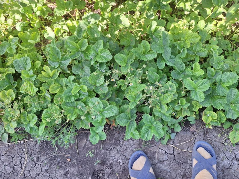 Продам дом и все остальное вместе  , есть торг