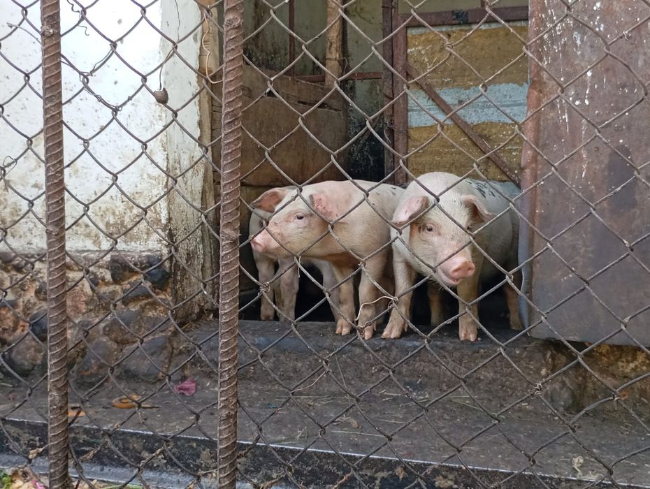 продаются поросята