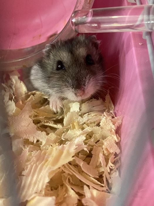 Продам Хомяка с клеткой, с кормом и наполнителем