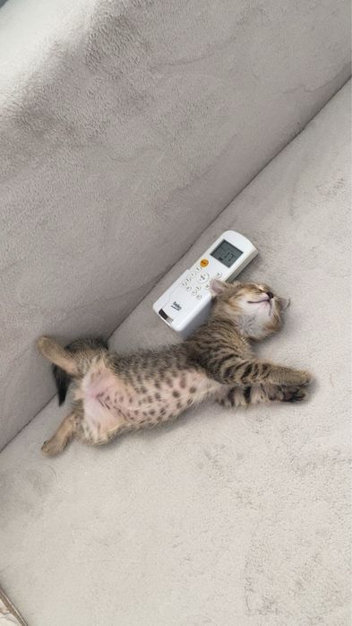 котенок Вислоухо