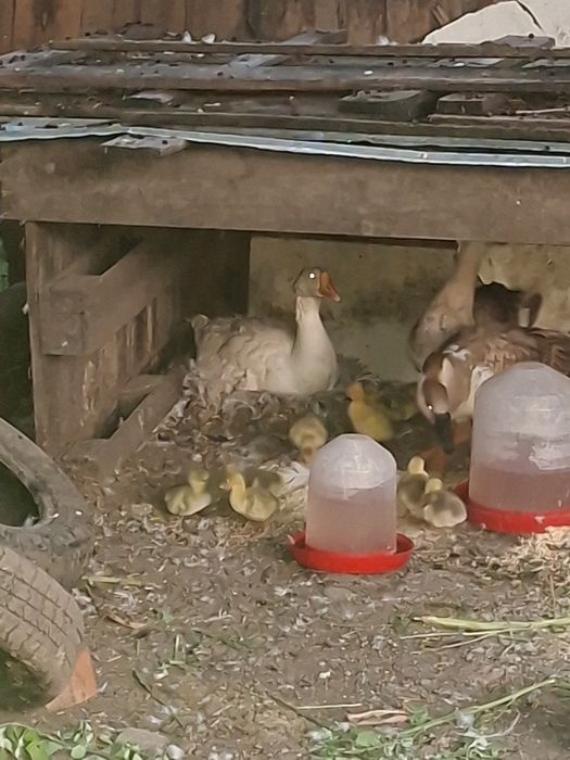 Boboci de gasca sau gasca cu boboci