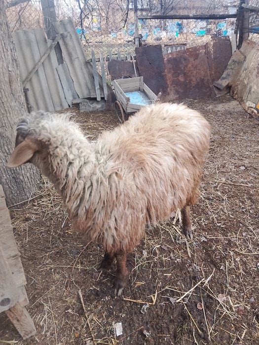 кошкар, баран, кой