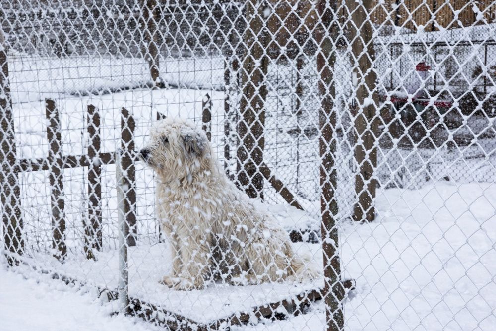 Ciobanesc, femelă. Are 11 luni!