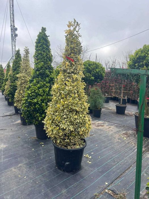 cedru curgator leilandi  si alte plante noi aduse
