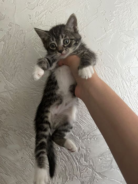 Животные кошки котята