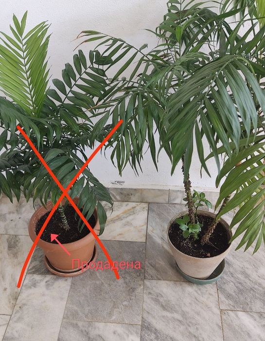 Салонна палма и Финикова палма