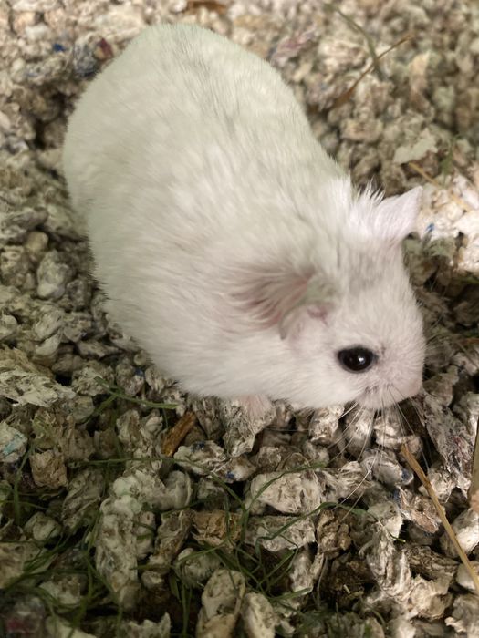 Hamster pitic de vanzare