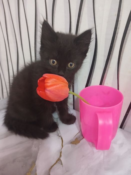 Отдам котенка  бесплатно