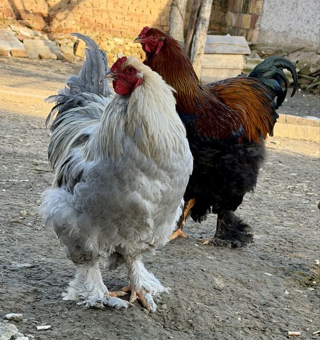 Млади петли брама