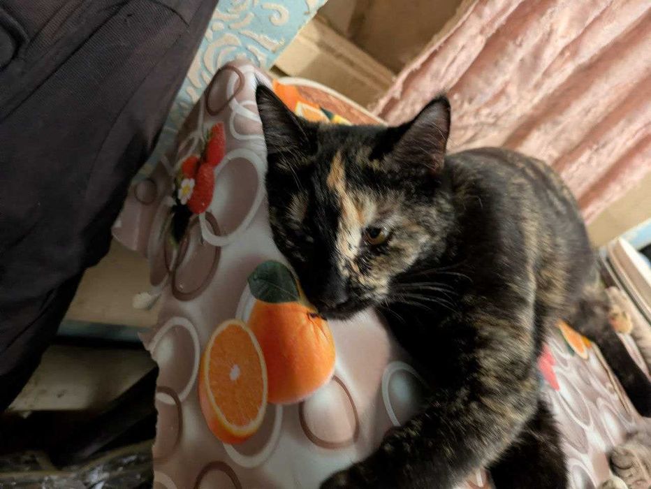 Котик кастрирован. Кошечки стерилизованные. (7-8 мес. Отдам)