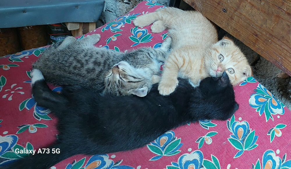 Продаются породистые котята