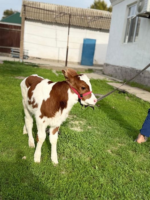 Сүтті парода симентал бзаулы сиыр