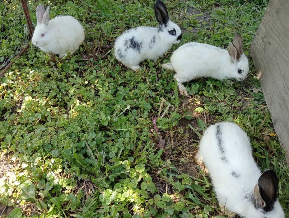 Iepurasi de vânzare