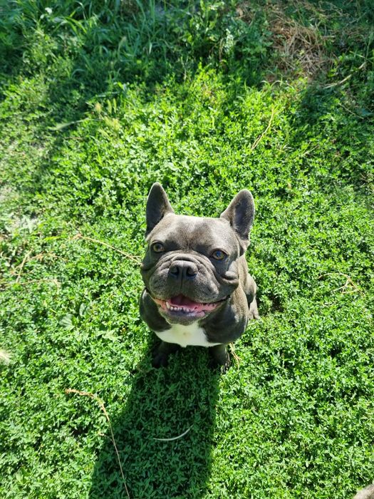 Blue Френски Булдог Мъжки