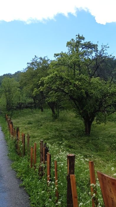 Teren de vânzare în adunați