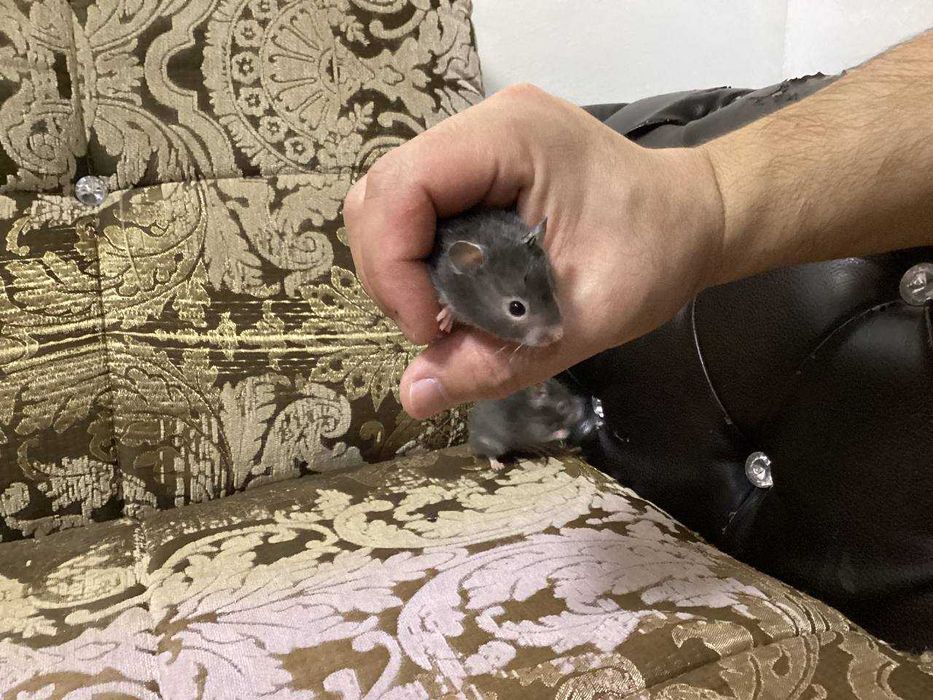 Сирийские хомячки, 1 месяц, ручные