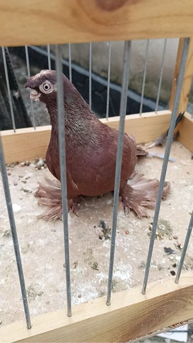 Голубь красный носо чубый