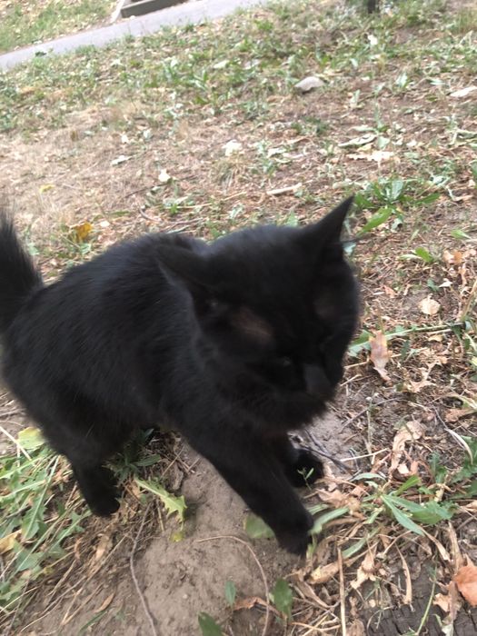 Найдена черная кошечка