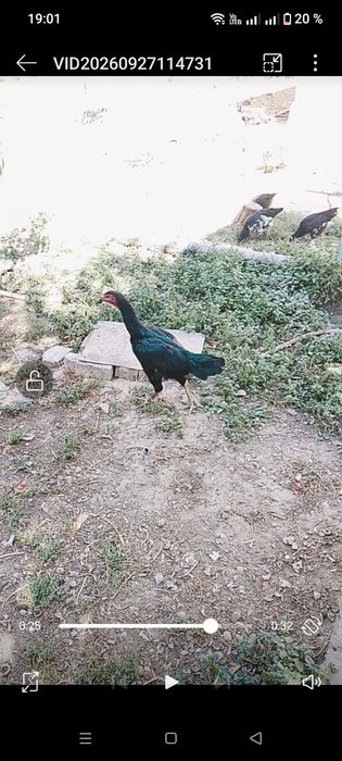 Дакан сатылады кораз