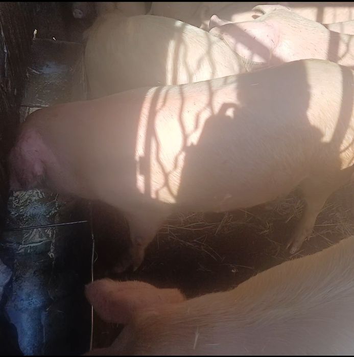 Хряк производителей.