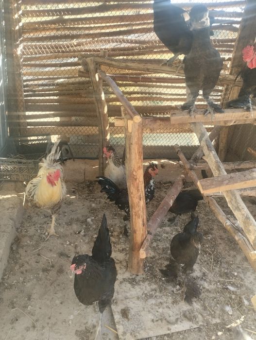 Простой тауык, японский тауык