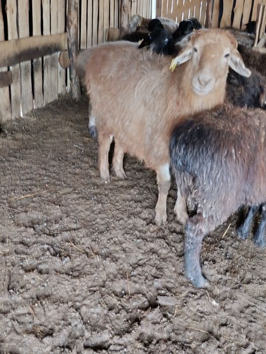 Продам баран продам