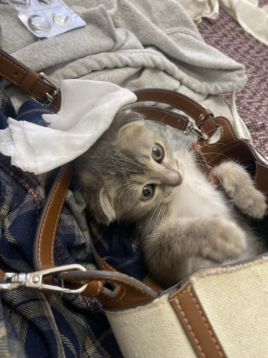Продается кошечка девочка.