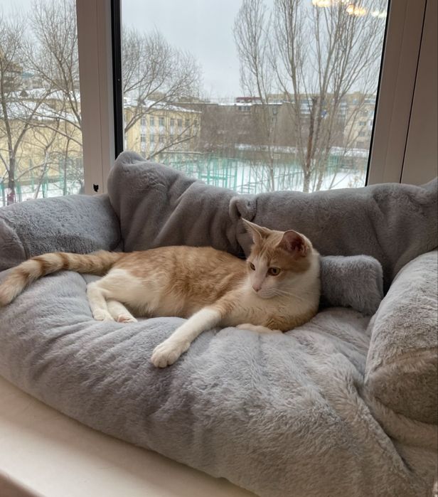 Отдам кота в добрые руки
