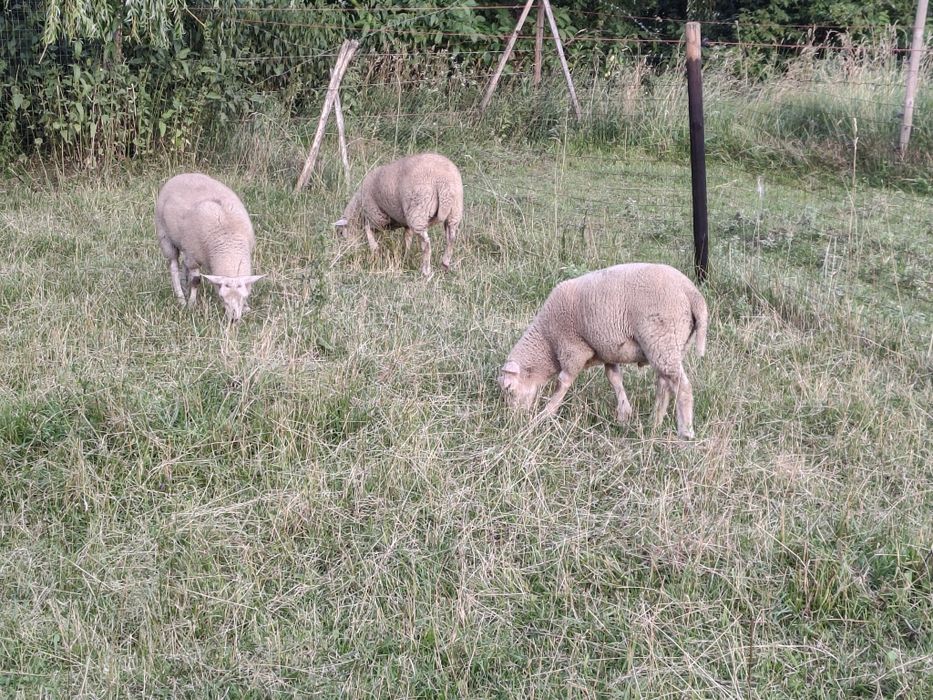 Mieluțe F3 Texel de vanzare