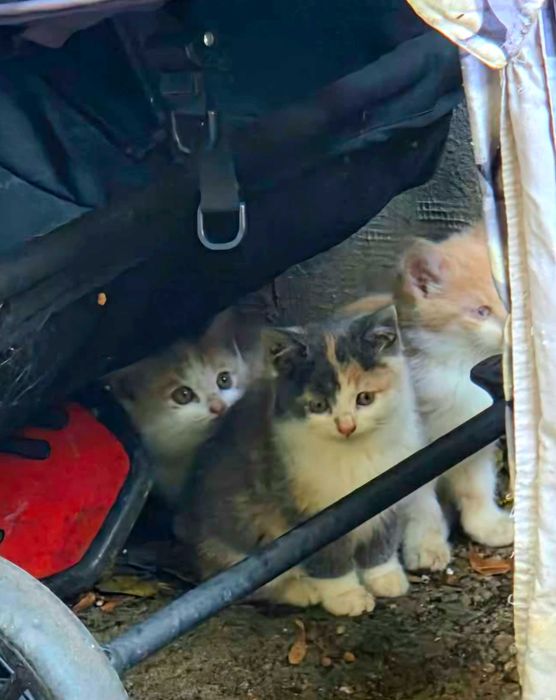 Adoptie pui de pisica superbi Mihalicii