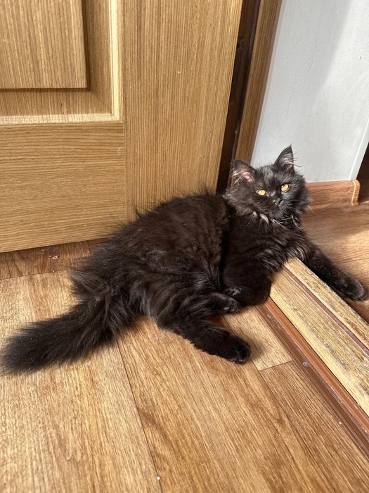 Шотланский котенок