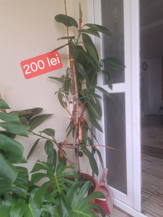 Vând florii .În apropiere de Baia Mare nu ofer transport