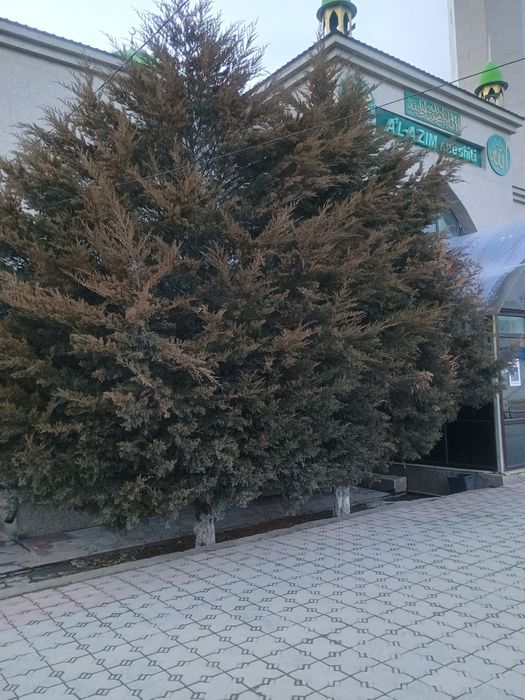 Туи,  голубые ели