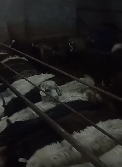 100 бас серке ұрғашы да бар