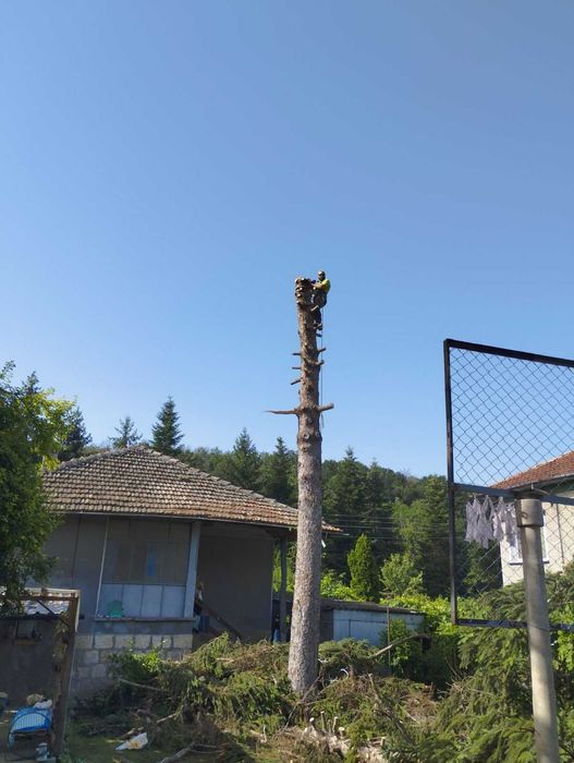 Безопасно Рязане На Опасни Дървета гр. Русе